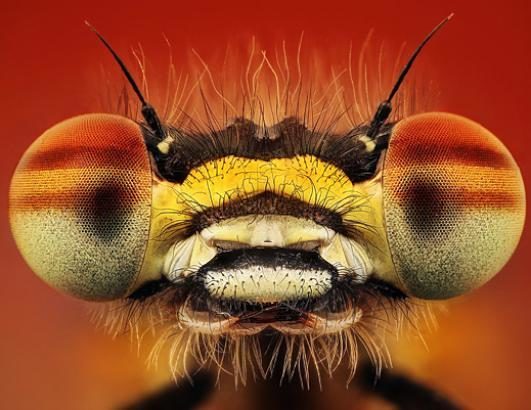 Impresionantes imágenes de insectos revelan sorprendentes colores 12 noticias imágenes de insectos revelan sorprendentes colores
