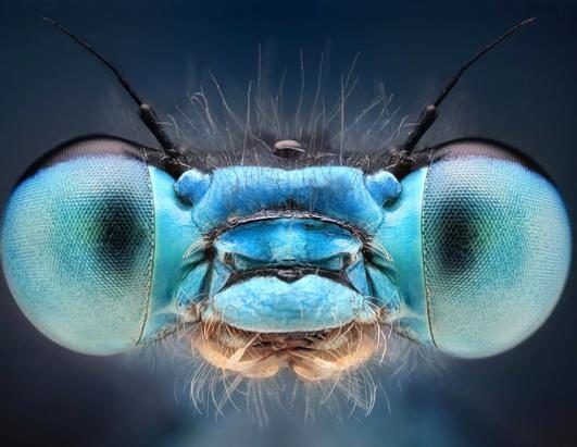 Impresionantes imágenes de insectos revelan sorprendentes colores 2 noticias imágenes de insectos revelan sorprendentes colores