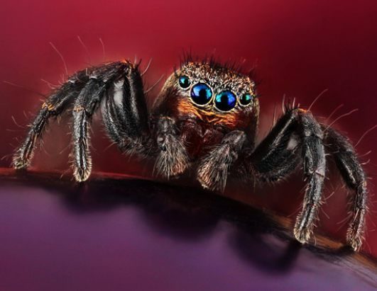 Impresionantes imágenes de insectos revelan sorprendentes colores 3 noticias imágenes de insectos revelan sorprendentes colores