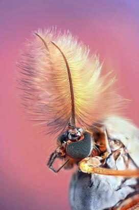 Impresionantes imágenes de insectos revelan sorprendentes colores 4 noticias imágenes de insectos revelan sorprendentes colores