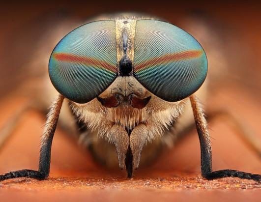 Impresionantes imágenes de insectos revelan sorprendentes colores 5 noticias imágenes de insectos revelan sorprendentes colores