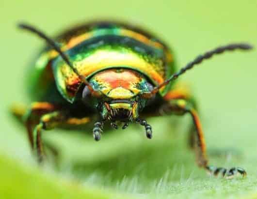Impresionantes imágenes de insectos revelan sorprendentes colores 6 noticias imágenes de insectos revelan sorprendentes colores