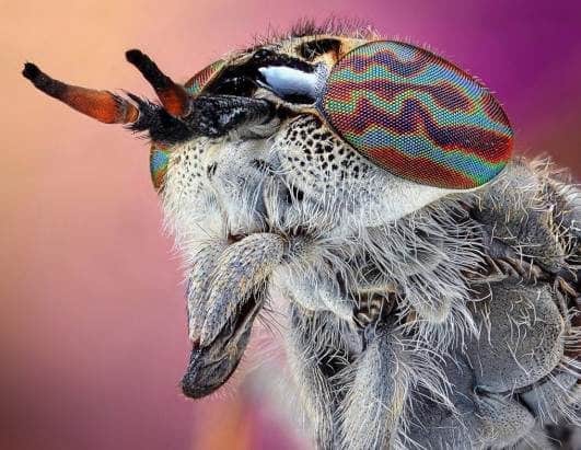 Impresionantes imágenes de insectos revelan sorprendentes colores 8 noticias imágenes de insectos revelan sorprendentes colores