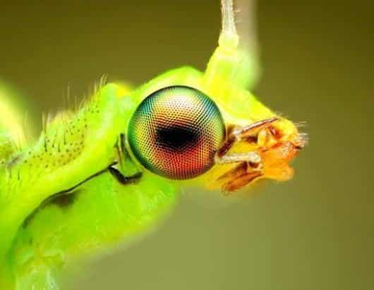 Impresionantes imágenes de insectos revelan sorprendentes colores 9 noticias imágenes de insectos revelan sorprendentes colores