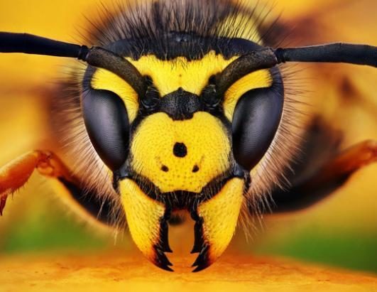 Impresionantes imágenes de insectos revelan sorprendentes colores 10 noticias imágenes de insectos revelan sorprendentes colores