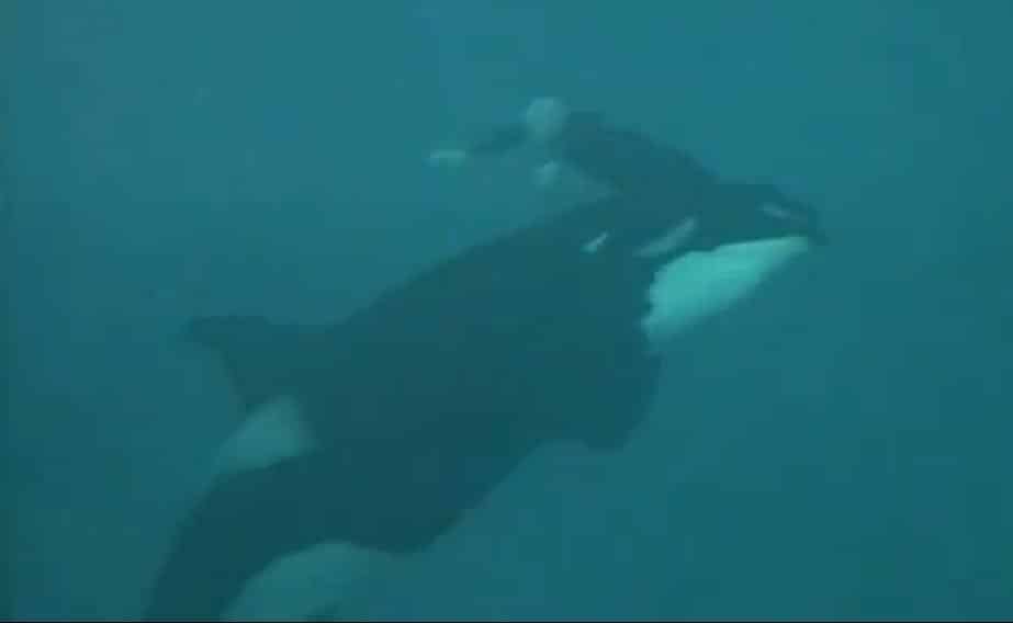 Difunden terrible video del ataque de una orca a su entrenador 1 Difunden terrible video del ataque de una orca a su entrenador 2