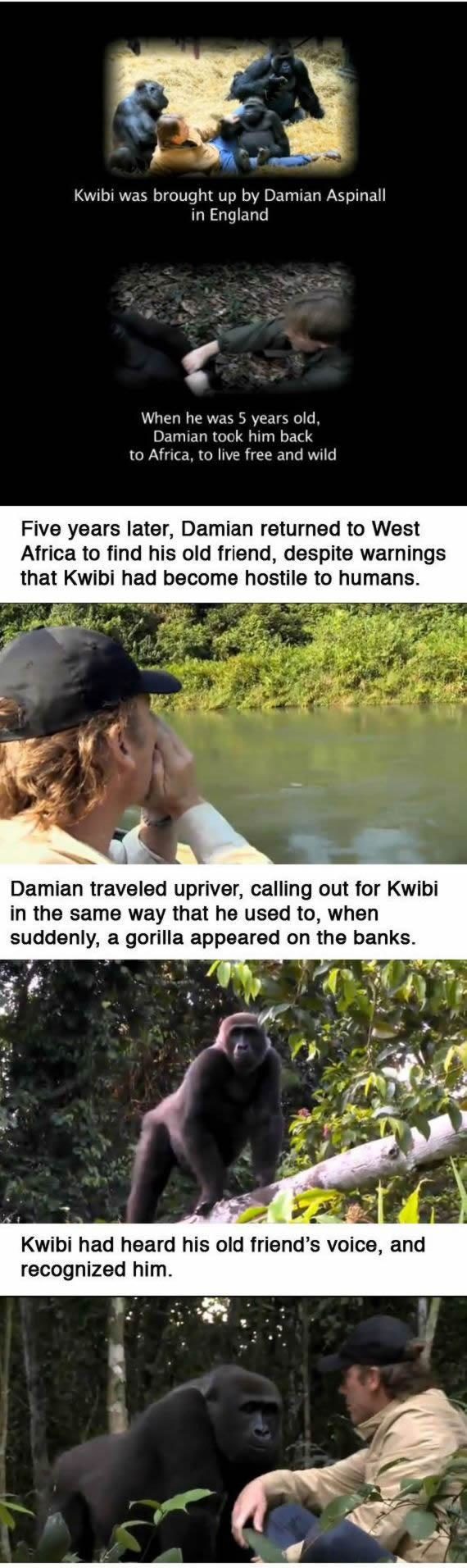 noticias Pruebas de que los animales tienen sentimientos