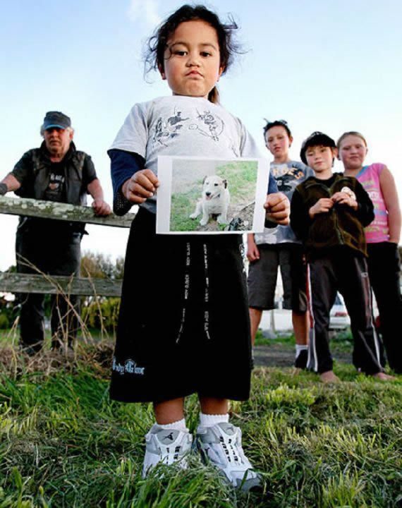 noticias Pruebas de que los animales tienen sentimientos
