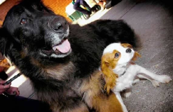 noticias Pruebas de que los animales tienen sentimientos