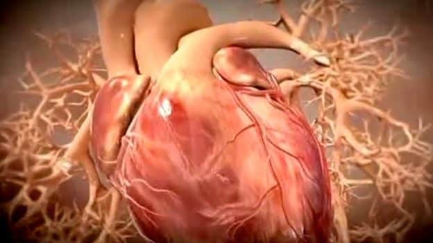Logran rejuvenecer células cardíacas en pacientes de edad avanzada 2