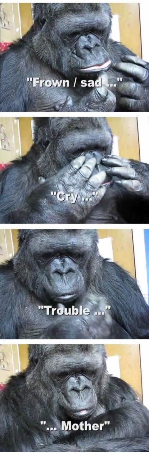 noticias Pruebas de que los animales tienen sentimientos