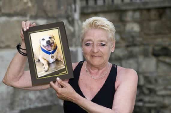 noticias Pruebas de que los animales tienen sentimientos