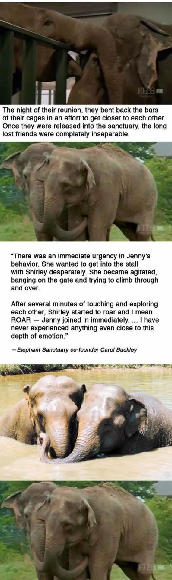 noticias Pruebas de que los animales tienen sentimientos