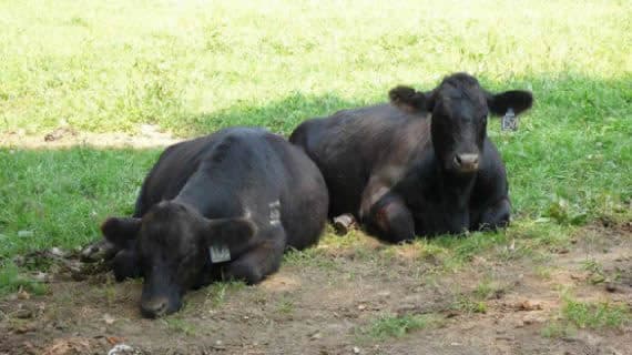 noticias Pruebas de que los animales tienen sentimientos