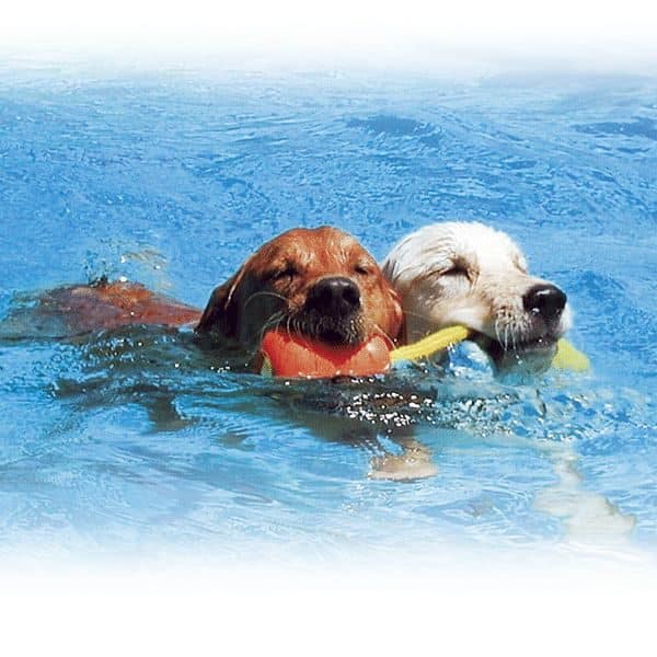 Productos curiosos y útiles para tus mascotas 6