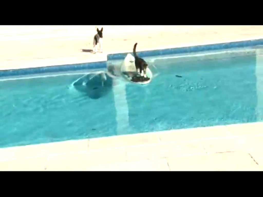 Gato escapa surfeando de un perro que lo persigue 1