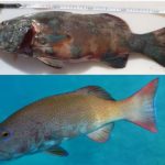 Aparecen los primeros peces con cáncer de piel 8