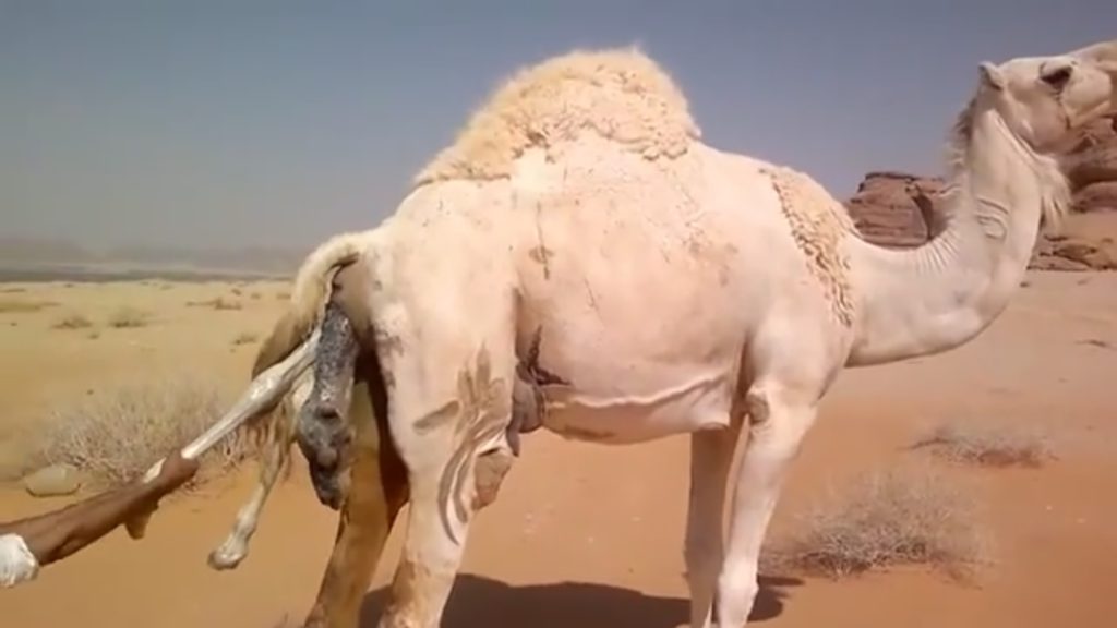 Nacimiento de un camello 1