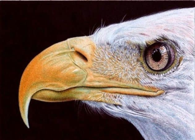 Fotos ultra realistas dibujadas con bolígrafos 8