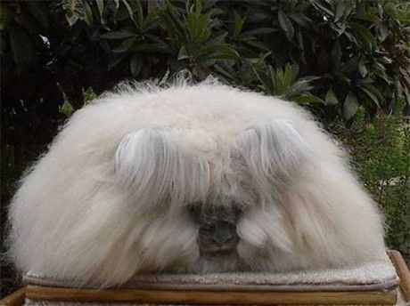 noticias Los animales más extraños