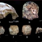 Hallazgo de cráneo de 63.000 años cambia teoría sobre aparición del hombre moderno 3
