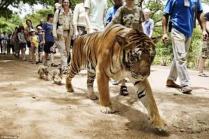 Animales y Naturaleza 23
