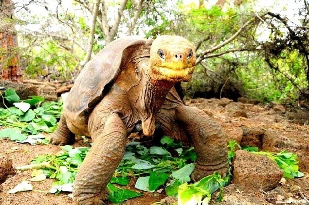 Solitario George podría reproducirse después de muerto 1 Solitario George podría reproducirse después de muerto 2