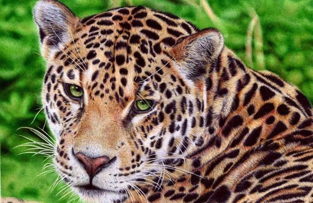 Fotos ultra realistas dibujadas con bolígrafos 5