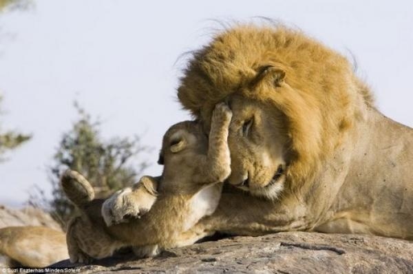 Conmovedor: bebé león conoce por primera vez a su papá 1