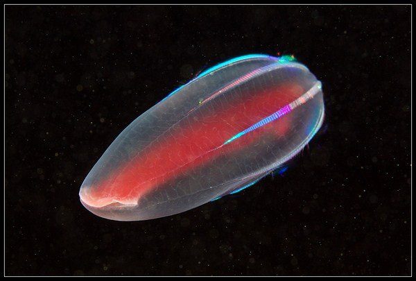 Fotografías submarinas que te dejarán perplejo 4