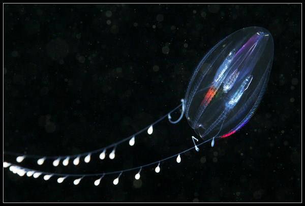 Fotografías submarinas que te dejarán perplejo 37