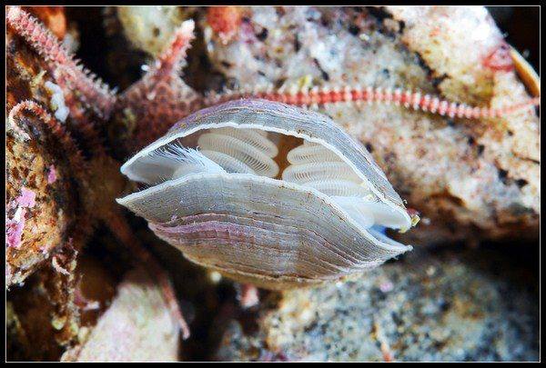 Fotografías submarinas que te dejarán perplejo 8