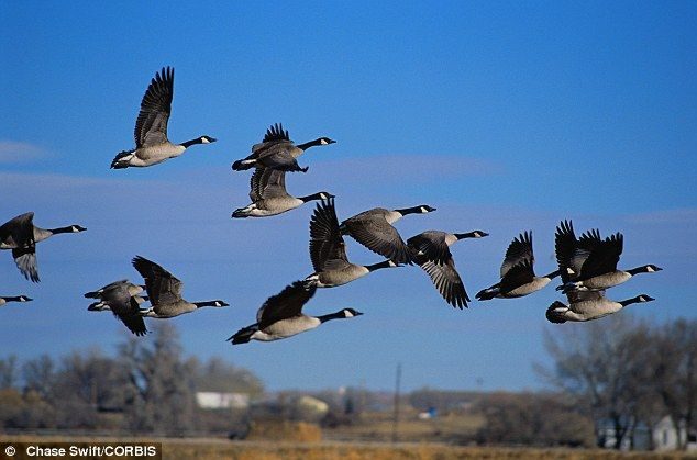 Impresionante impacto de un pájaro contra un Boeing que estaba aterrizaba 5