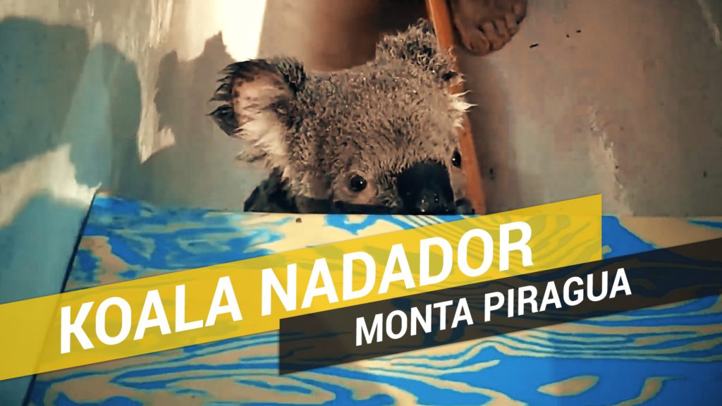 Un koala sorprende a unos piragüistas al subirse a su piragua 1