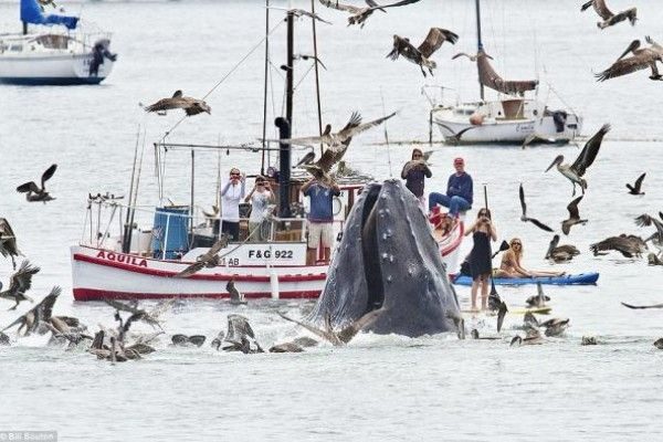 Fotografían una impresionante ballena en California, Estados Unidos 4 noticias Fotografían una impresionante ballena en California, Estados Unidos