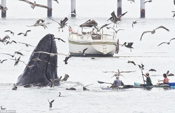 Fotografían una impresionante ballena en California, Estados Unidos 3 noticias Fotografían una impresionante ballena en California, Estados Unidos