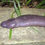Nueva serpiente ciega descubierta en el Amazonas 3
