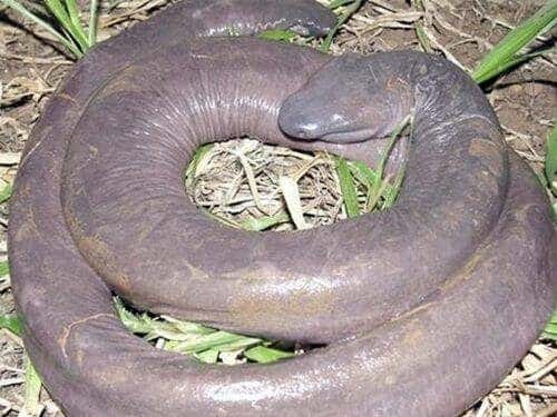 Nueva serpiente ciega descubierta en el Amazonas 5