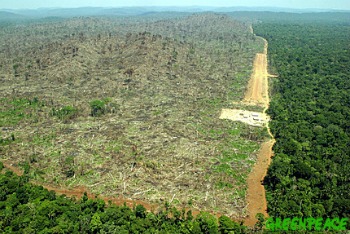 Bosque tropical arrasado en Indonesia - Las fotografías mas triste de la historia