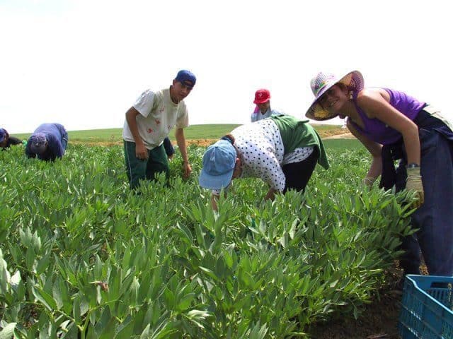 La economía según Juan Manuel Sánchez Gordillo alcalde de Marinaleda 6