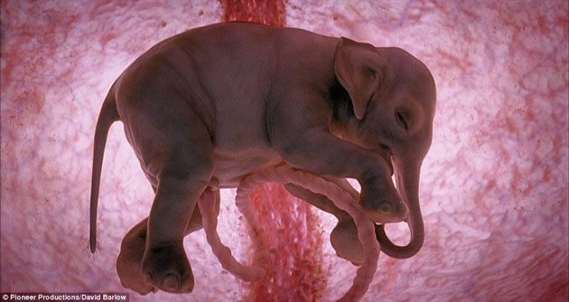 noticias Animales a punto de nacer