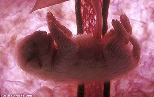 noticias Animales a punto de nacer