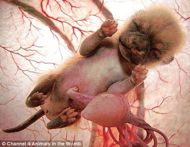 noticias Animales a punto de nacer