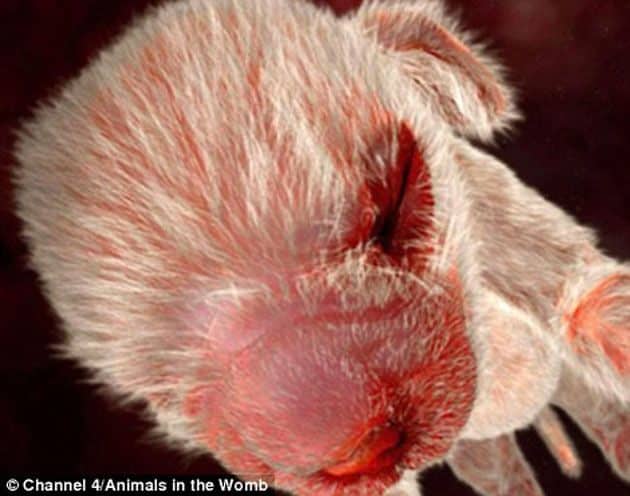 noticias Animales a punto de nacer