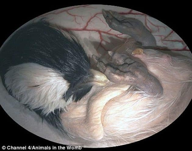 noticias Animales a punto de nacer