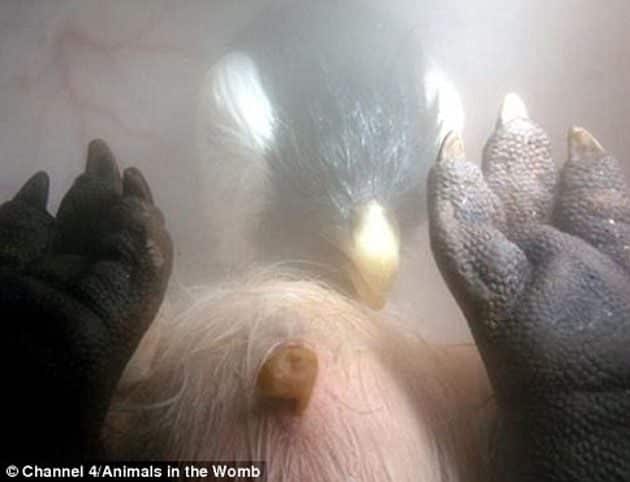 noticias Animales a punto de nacer