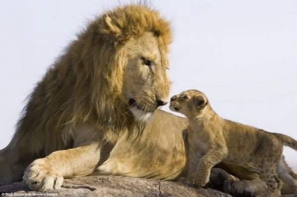 noticias Conmovedor: bebé león conoce por primera vez a su papá 
