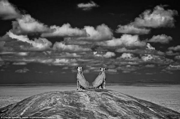 noticias Fotos únicas de animales 