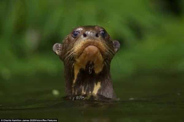 noticias Fotos únicas de animales 