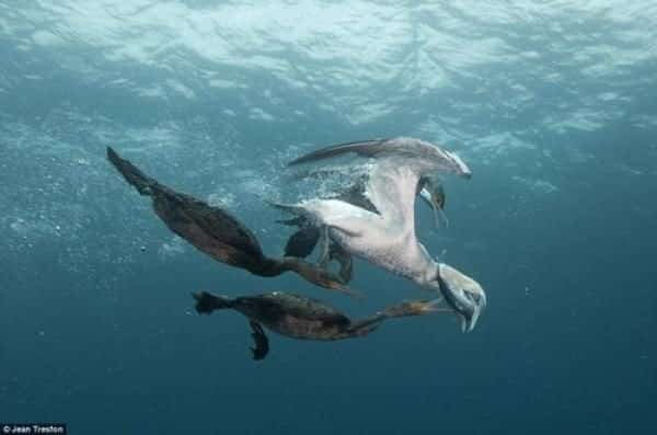 noticias Fotos únicas de animales 